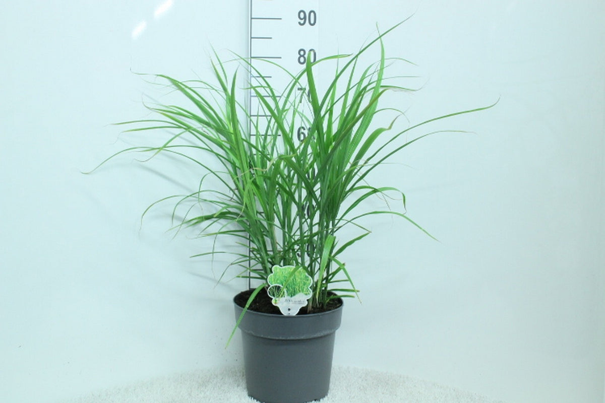 Miscanthus sinensis &