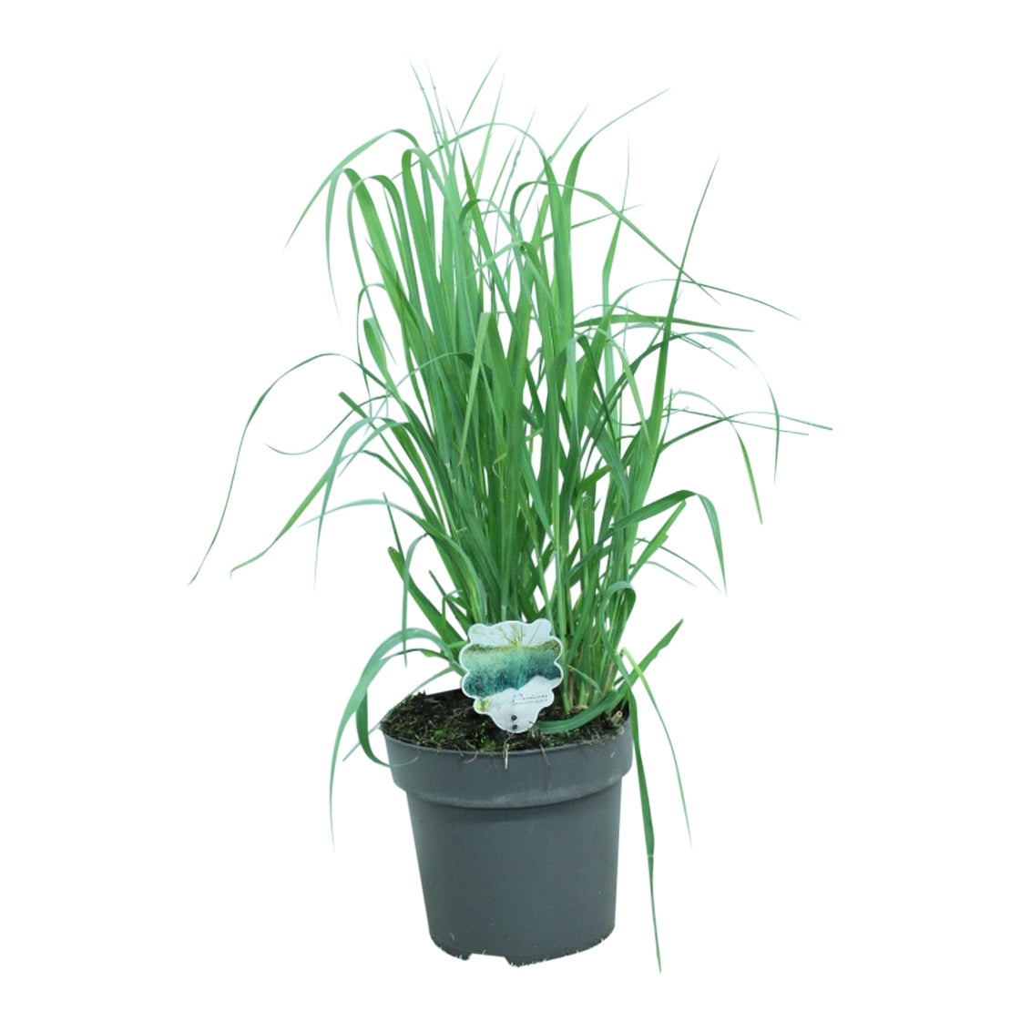 Panicum virgatum &