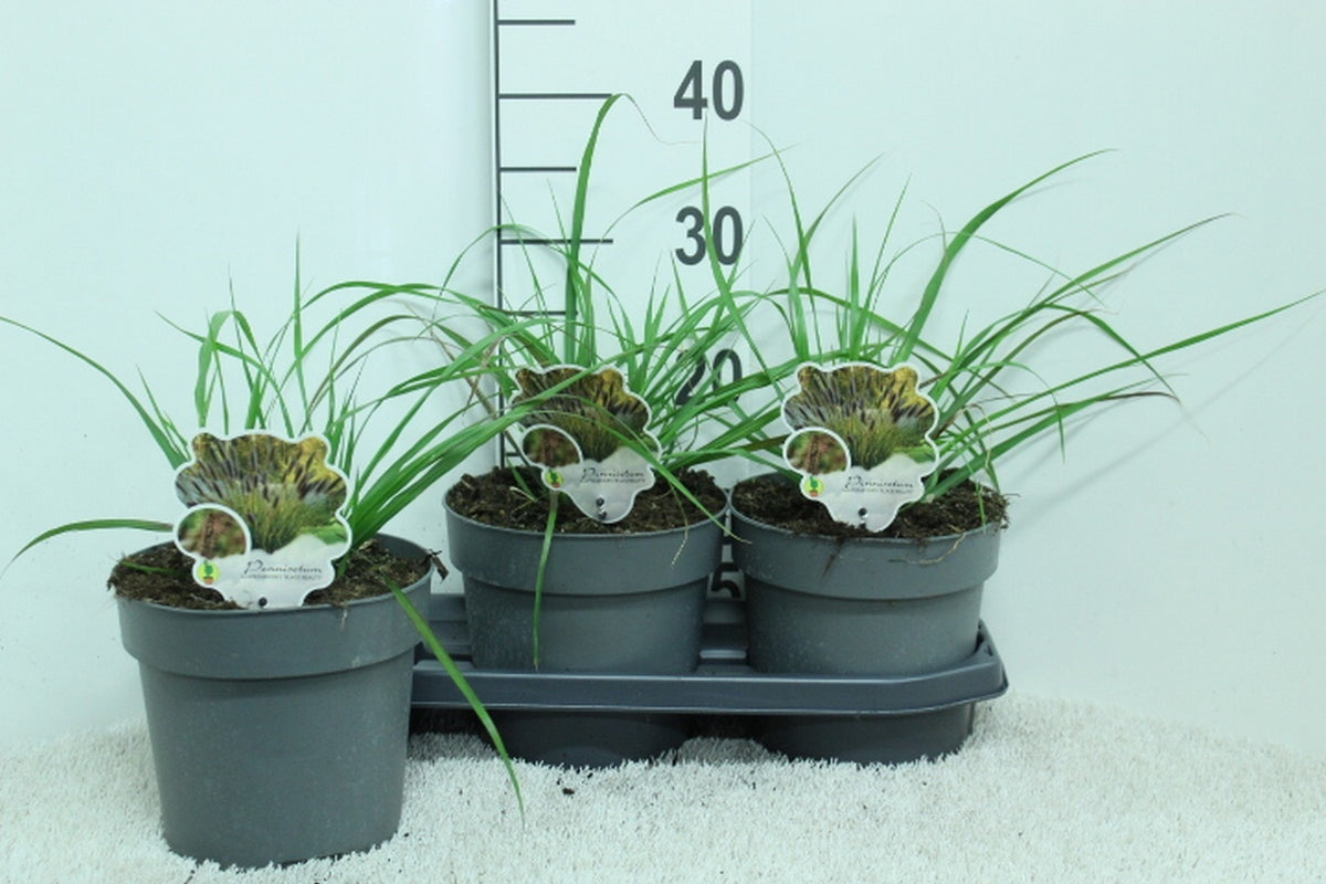 Pennisetum al. &