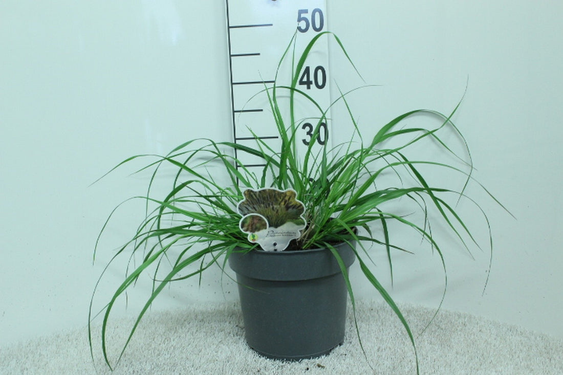 Pennisetum al. &