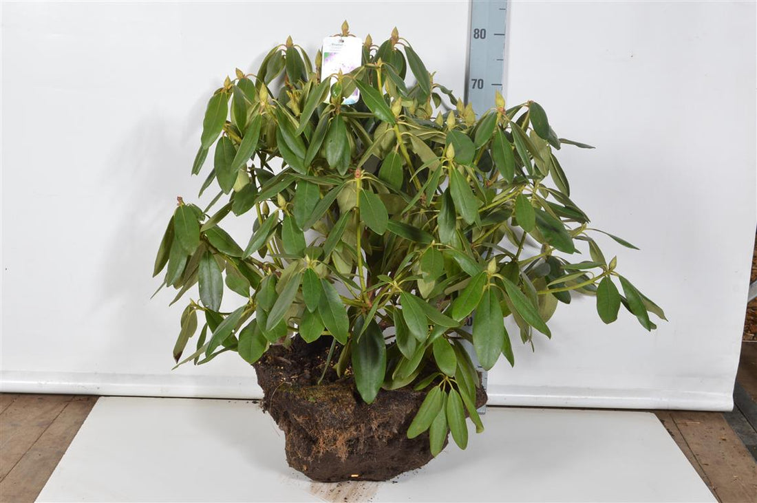 Rhododendron &