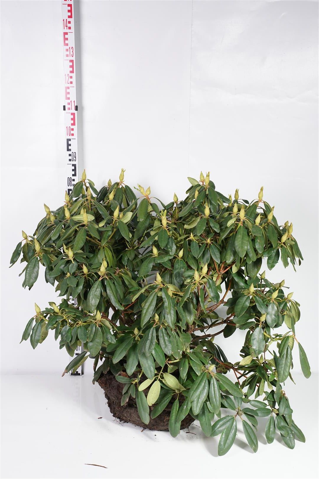 Rhododendron &