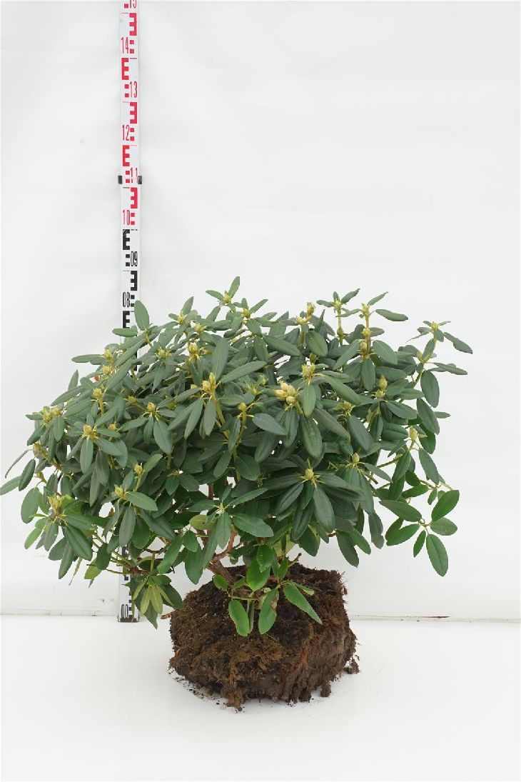 Rhododendron &