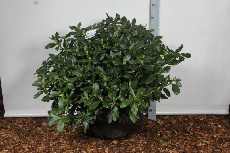 Rhododendron &