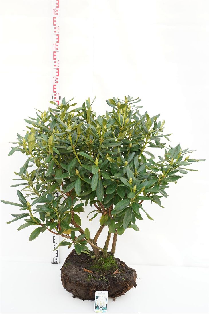 Rhododendron &