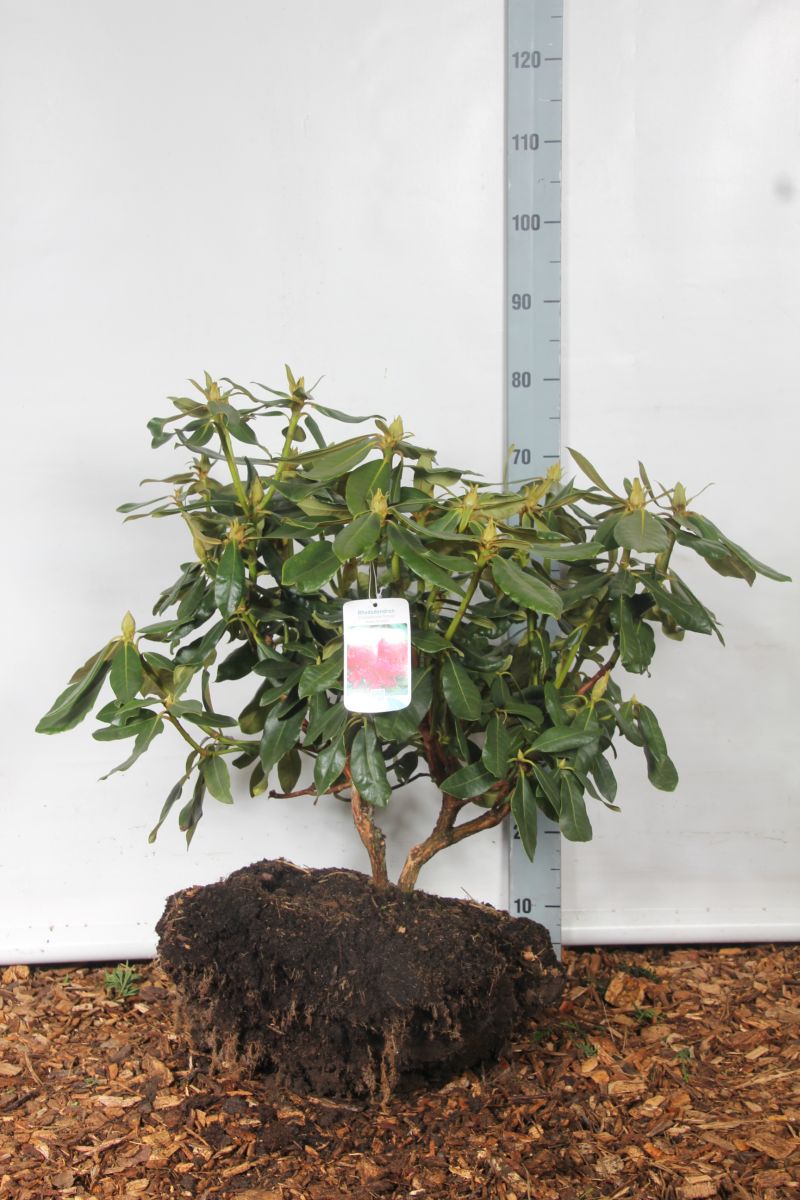 Rhododendron &