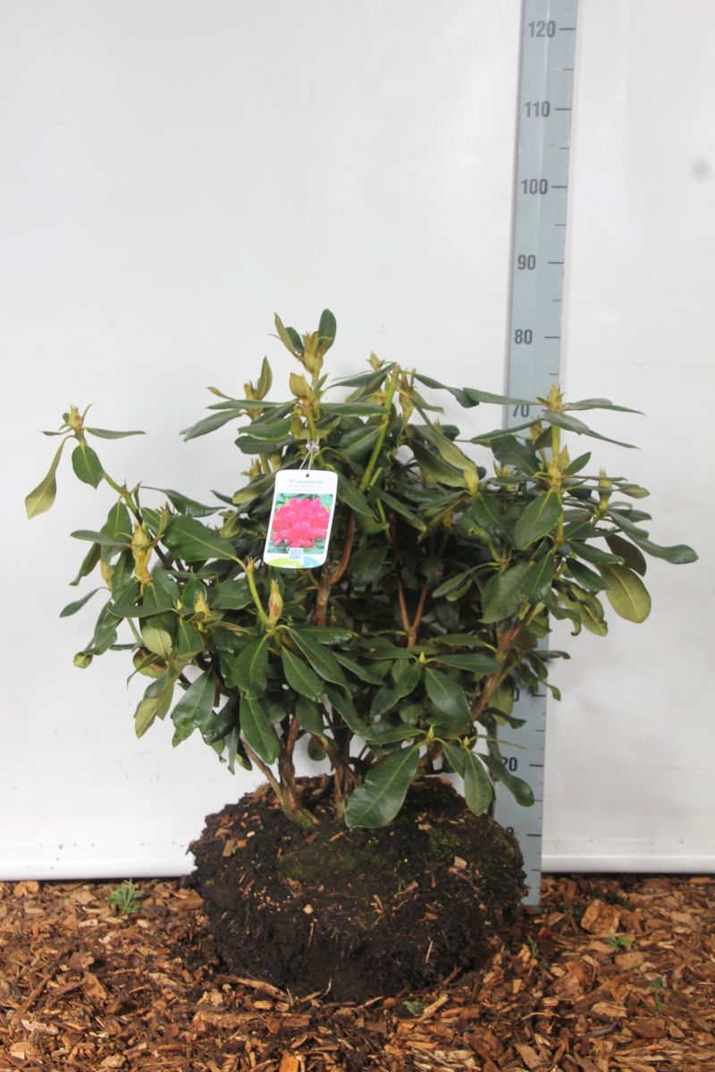 Rhododendron &