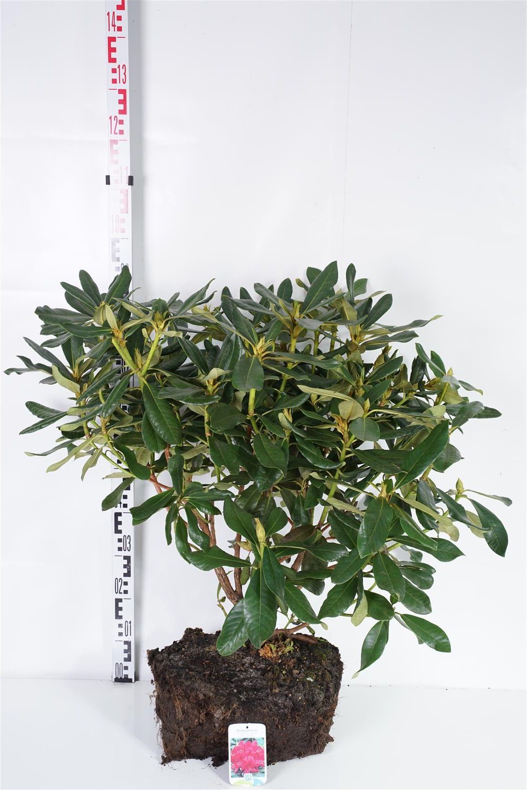 Rhododendron &