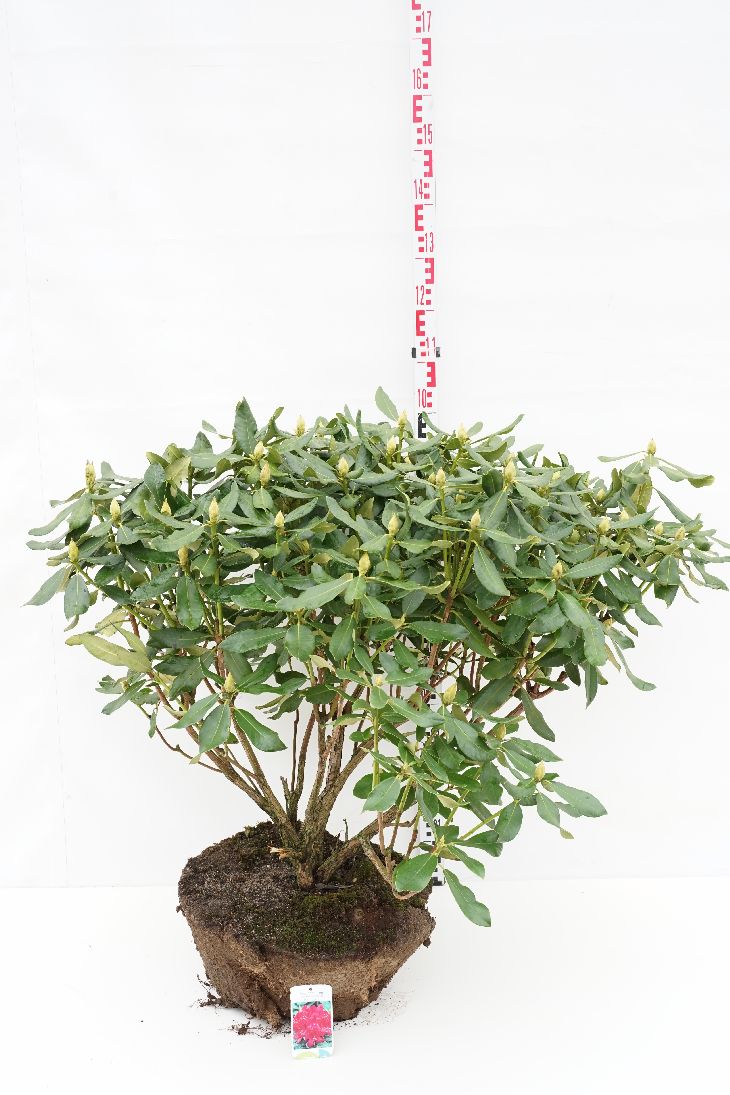 Rhododendron &
