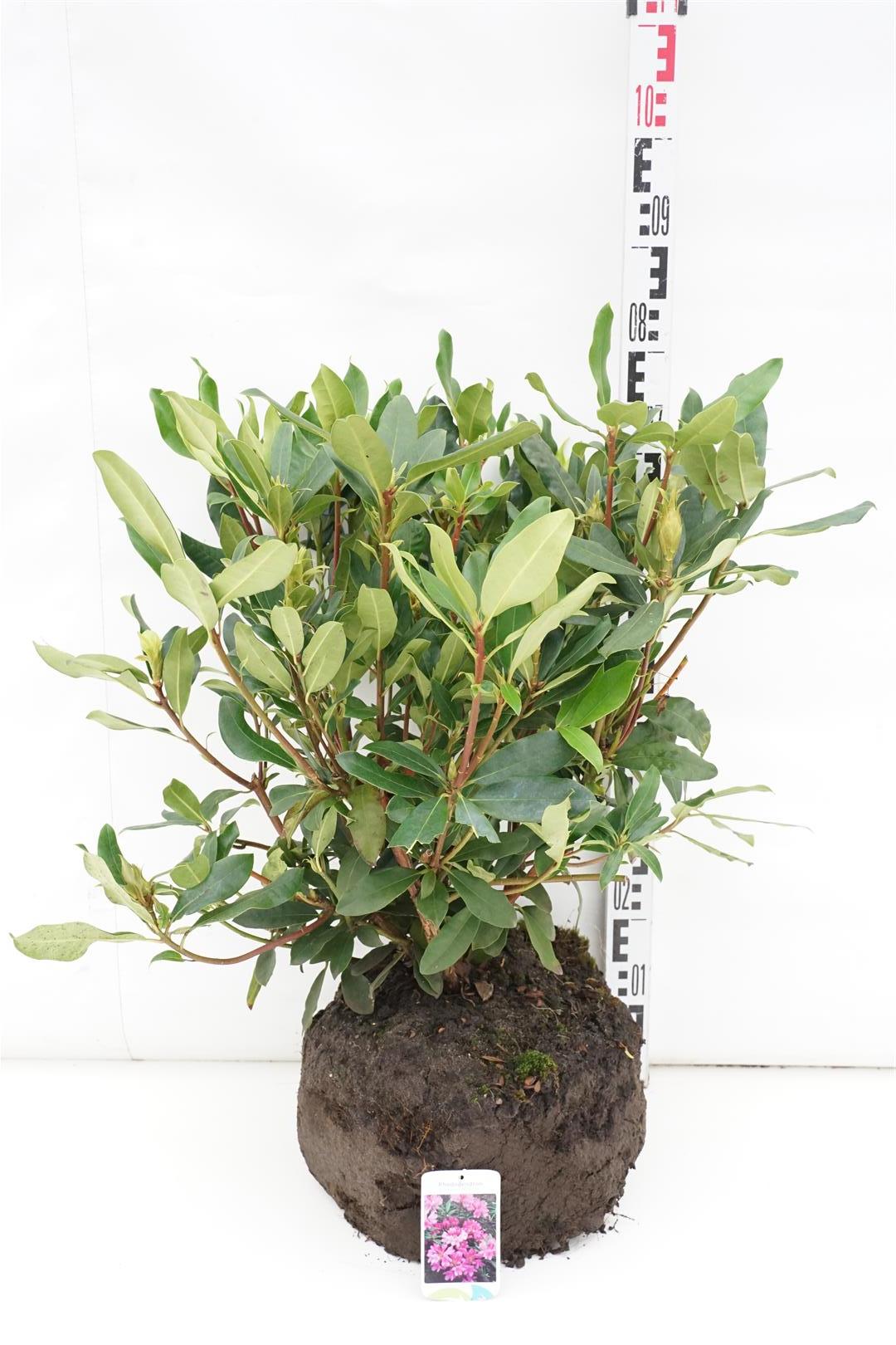 Rhododendron ponticum &