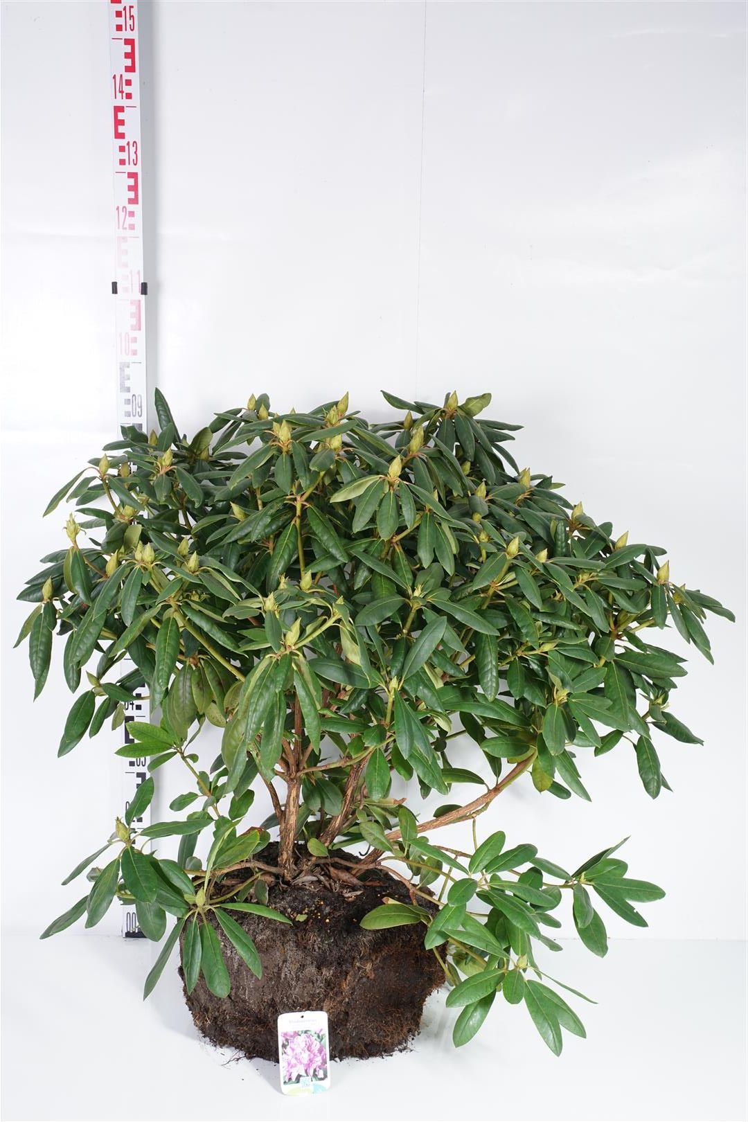Rhododendron &