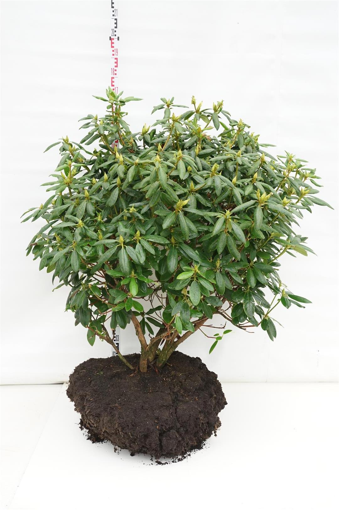 Rhododendron &