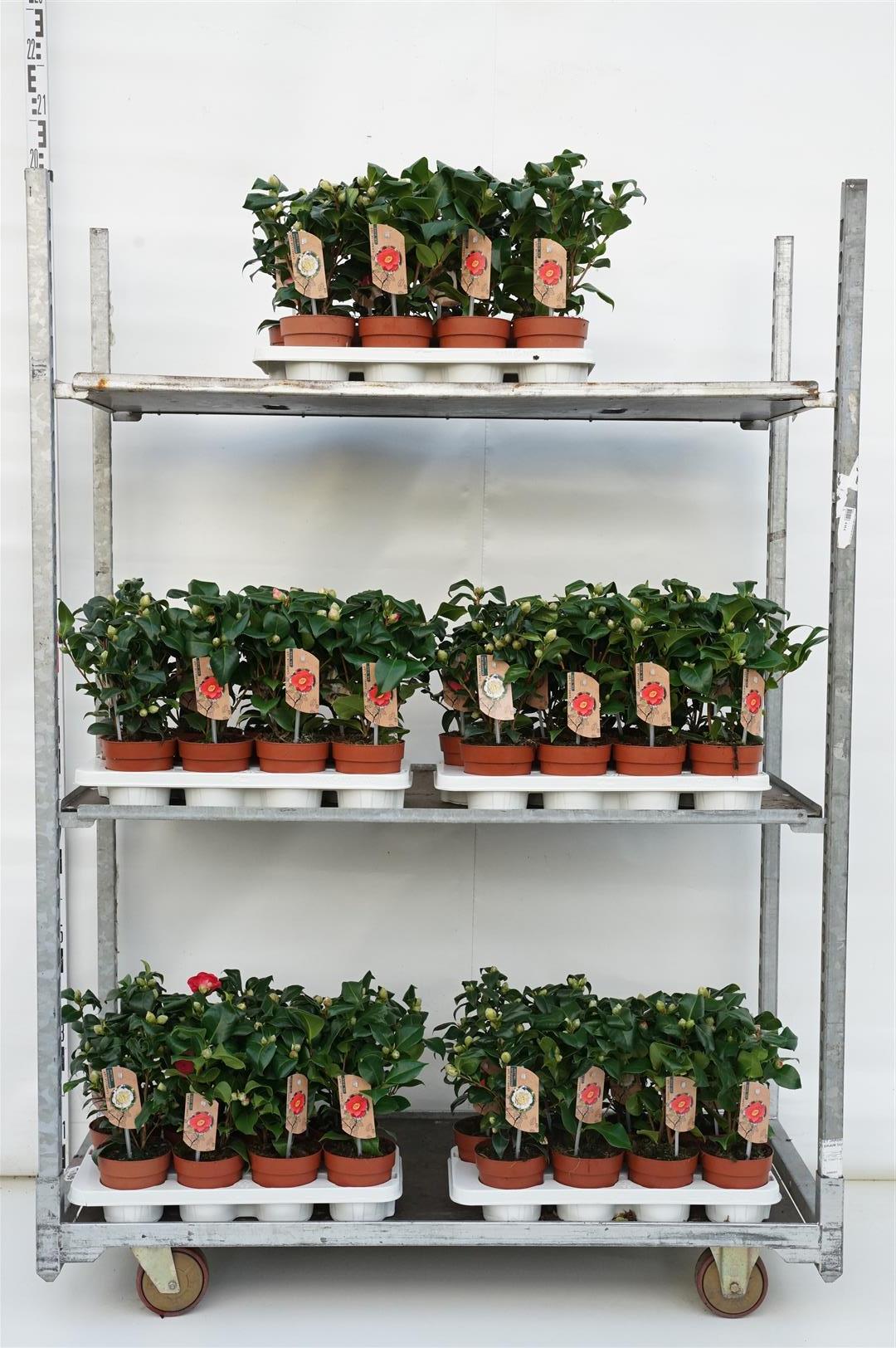 Camellia i sorter C1 (1 liters kruka) / 13 cm kruka