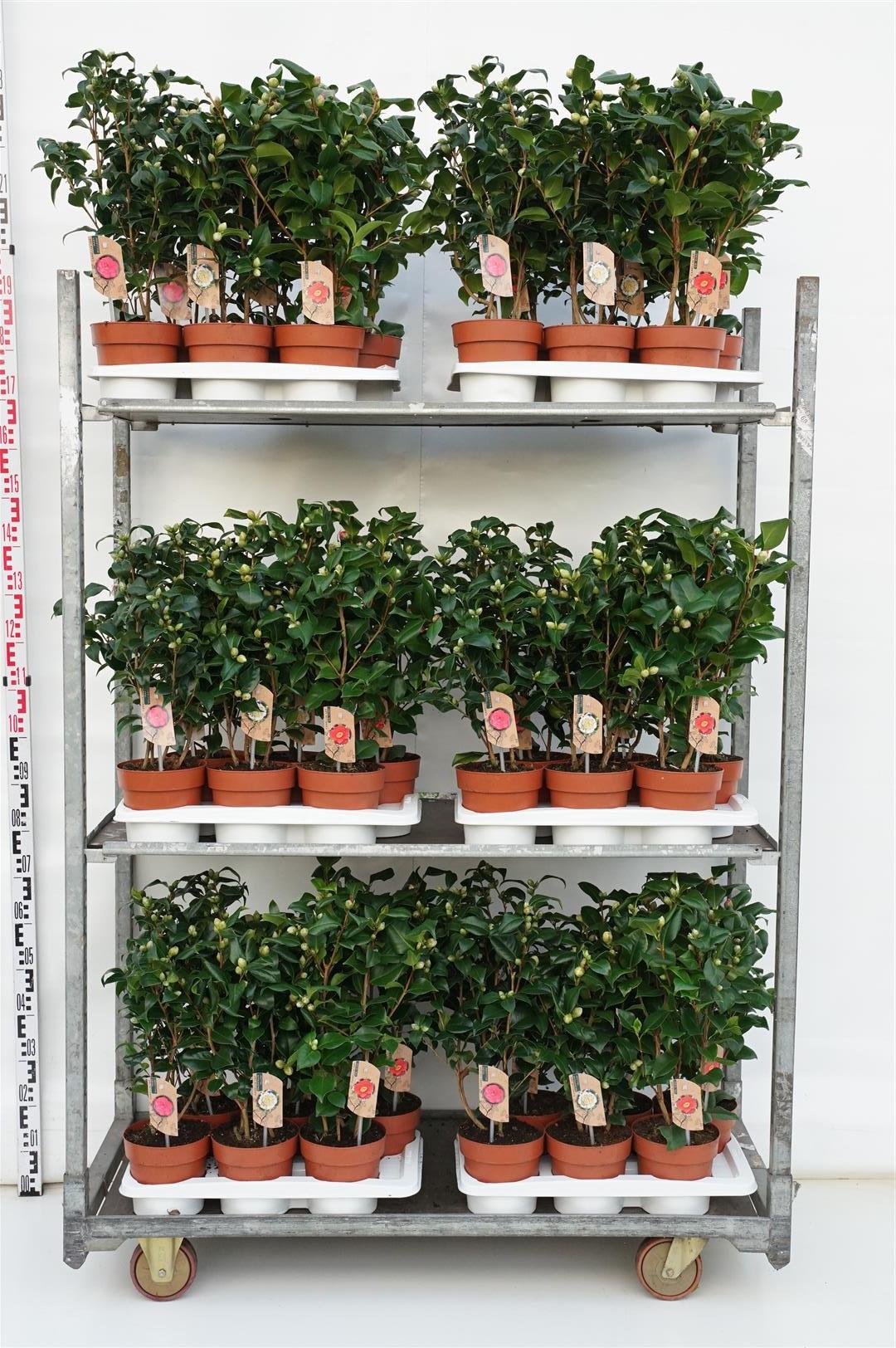 Camellia i sorter C2/P17 (2 liters kruka)