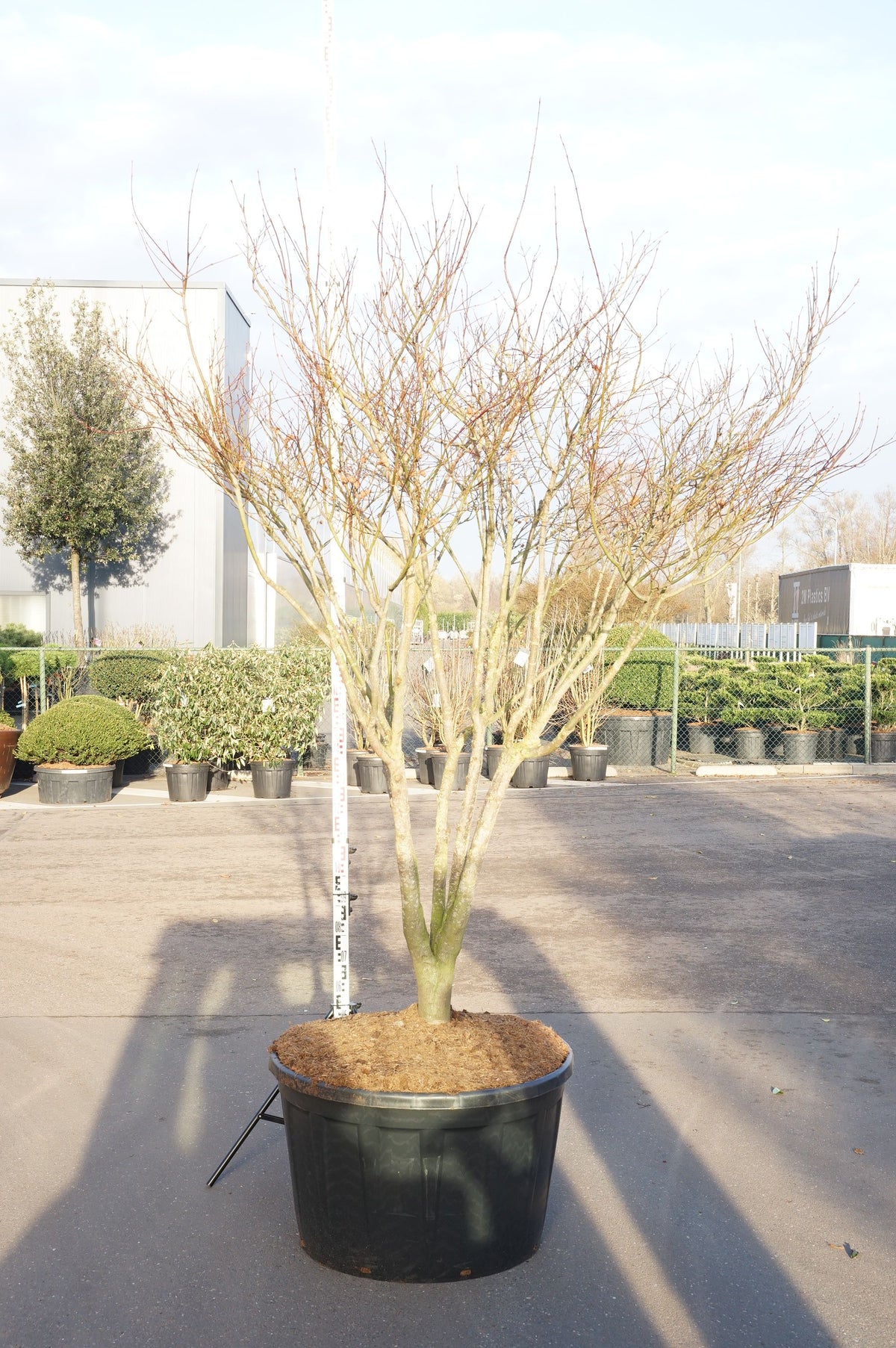 Acer palmatum &