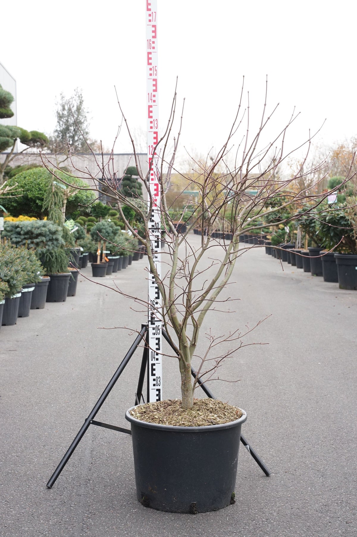 Acer palmatum &