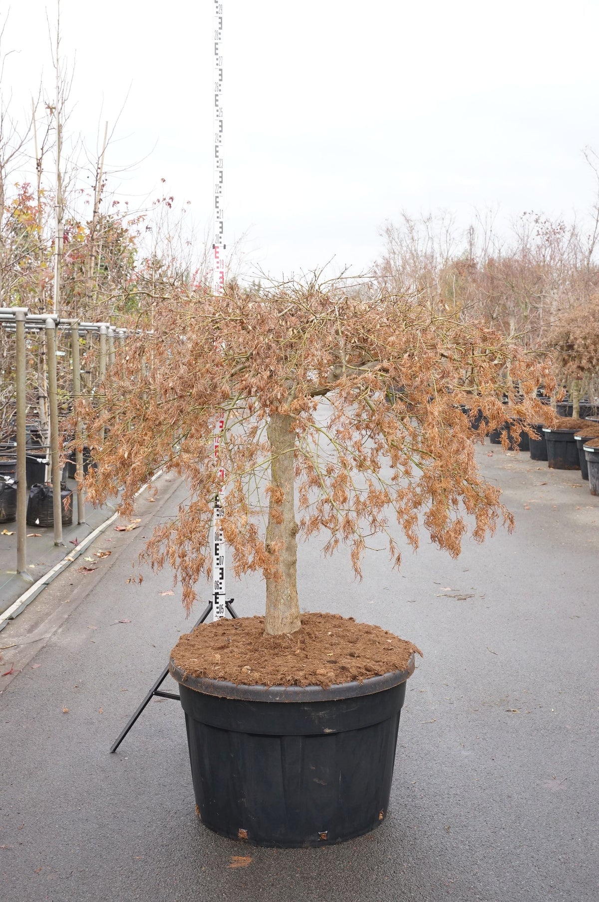 Acer palmatum &