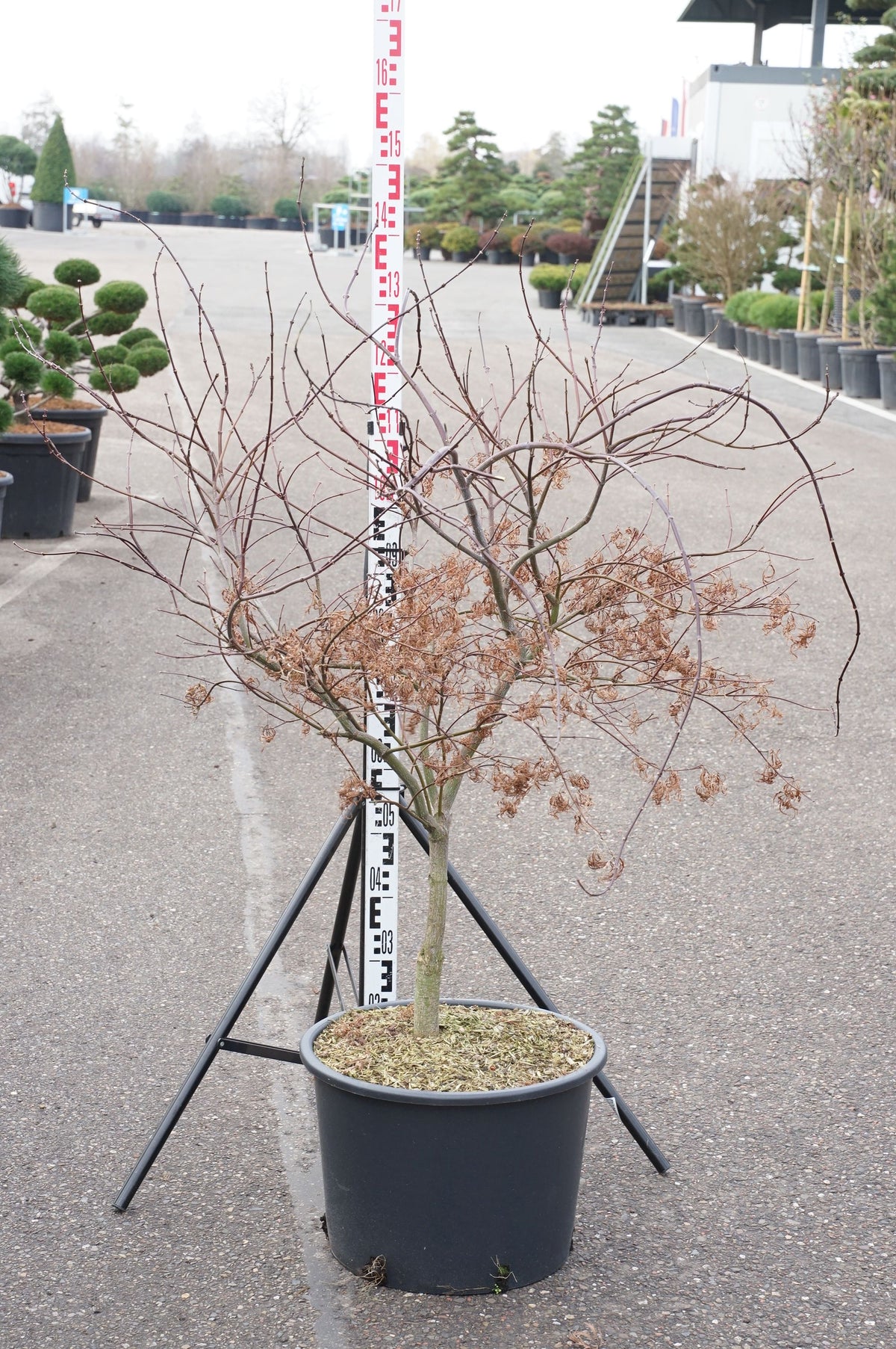 Acer palmatum &