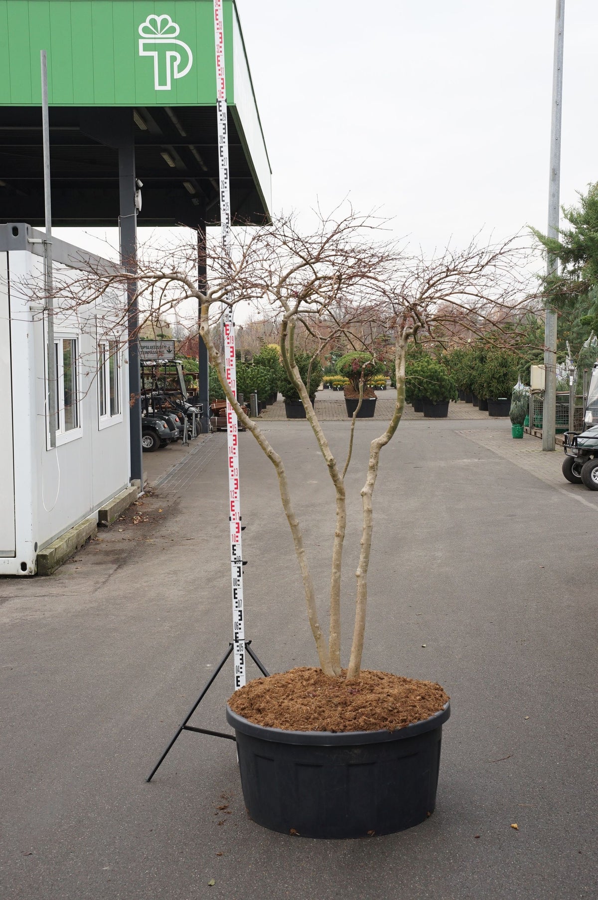 Acer palmatum &