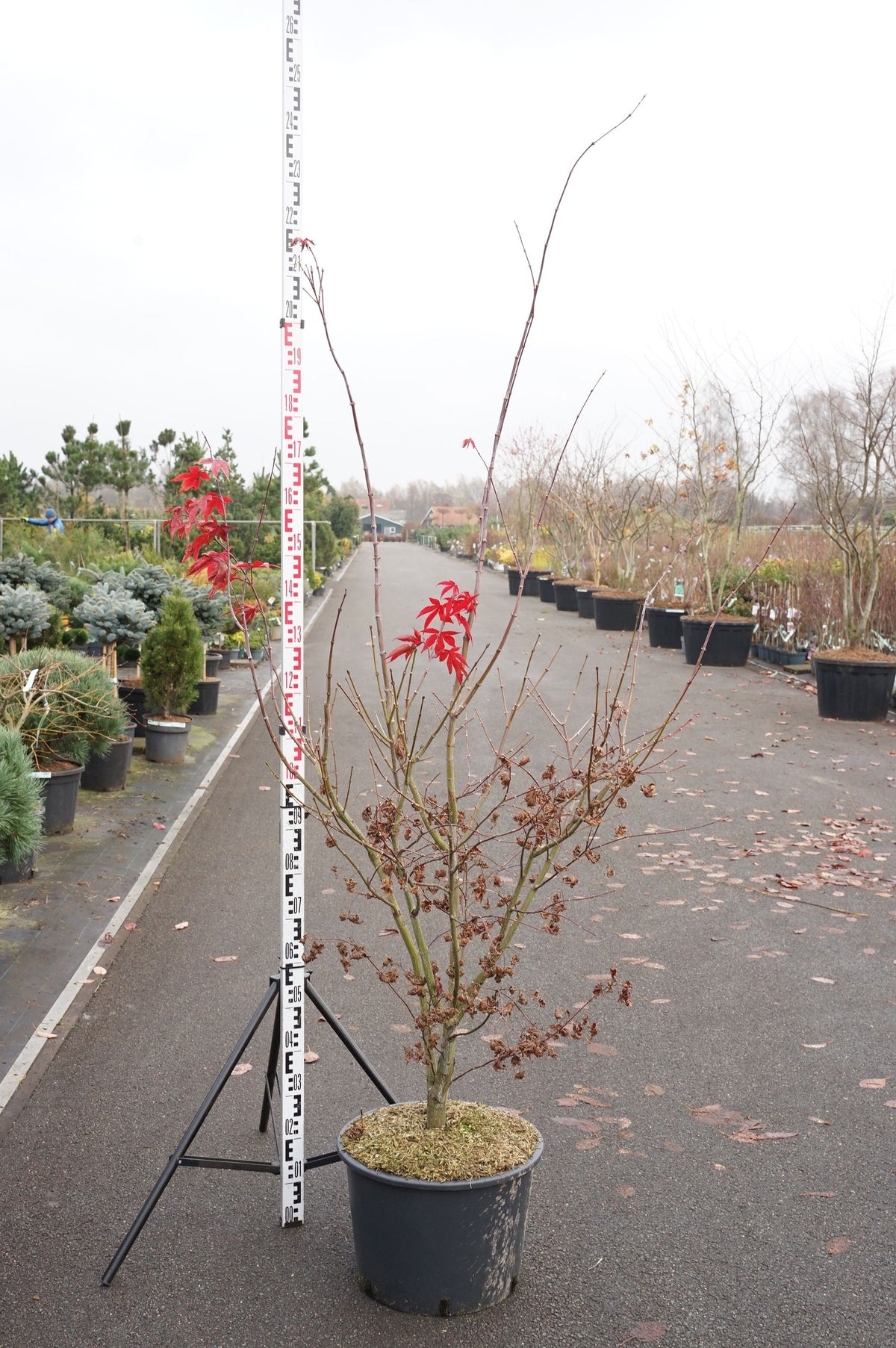 Acer palmatum &
