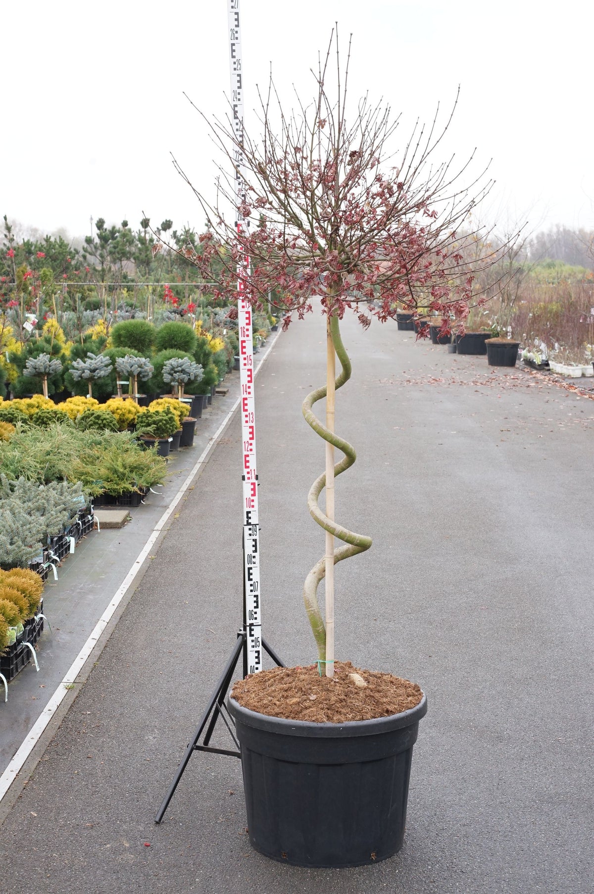 Acer palmatum &