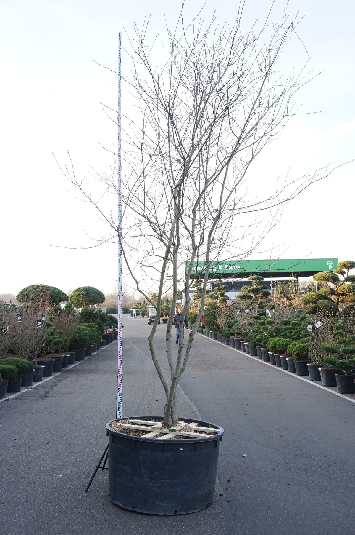 Amelanchier lamarckii C600 (600 liters kruka) 400-450 cm Solitär