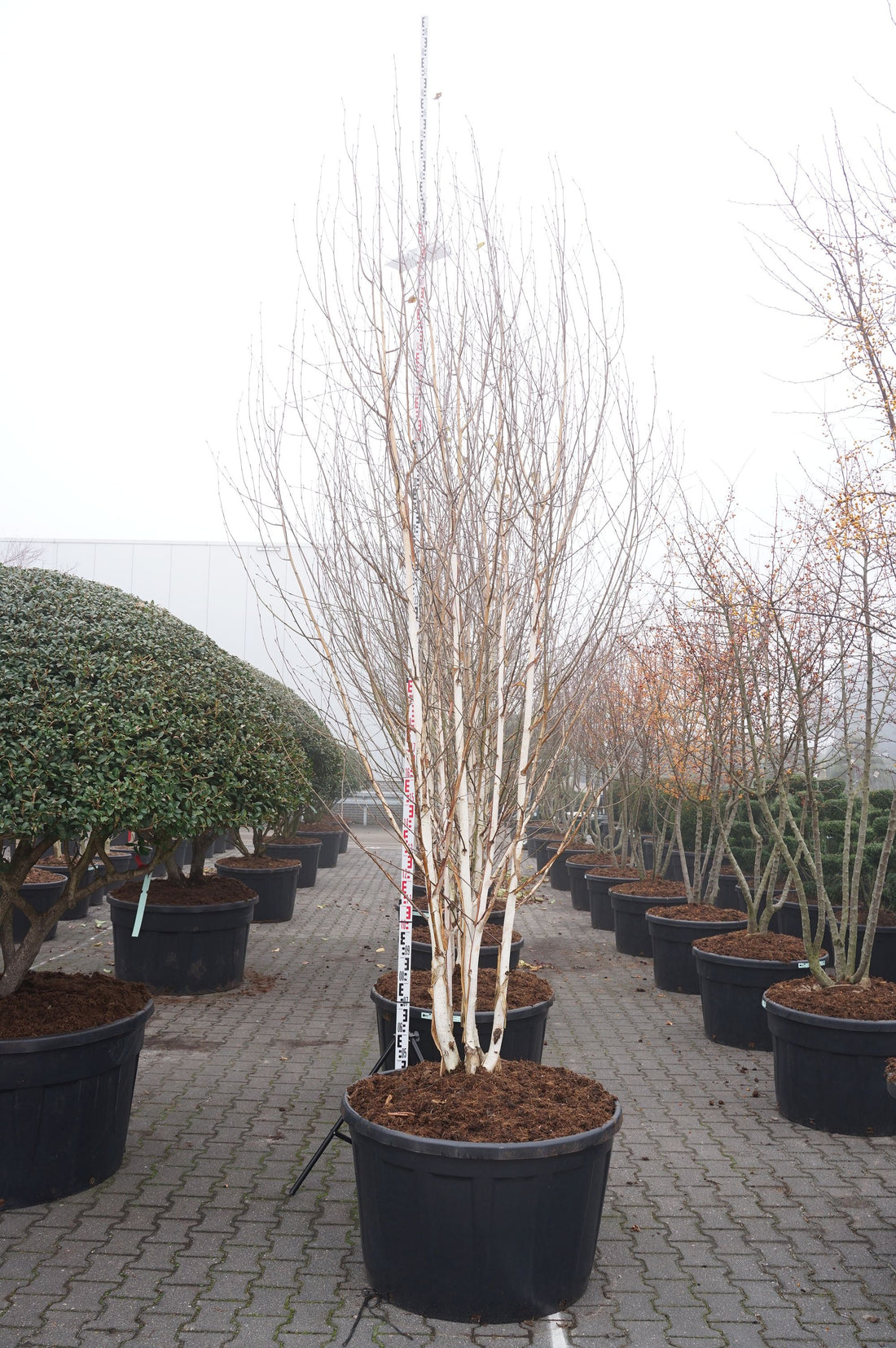 Buxus sempervirens BONSAI 100-125 cm C230 (230 liters kruka)