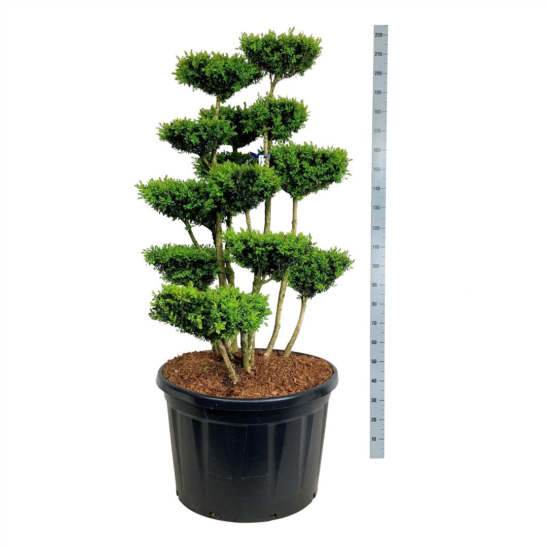 Buxus sempervirens Bonsai 125-150 cm C230 (230 liters kruka)