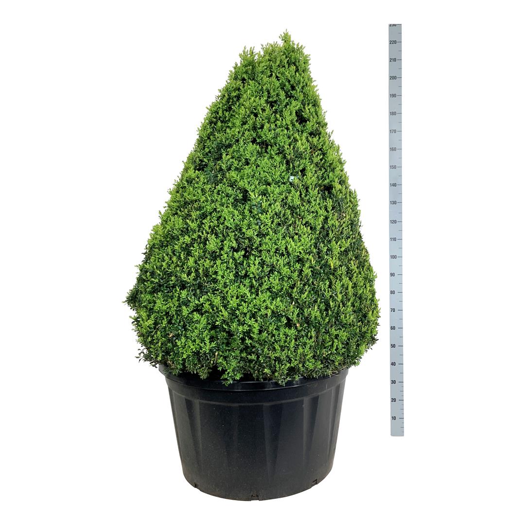 Buxus sempervirens 125-150 cm kon C285 (285 liters kruka)