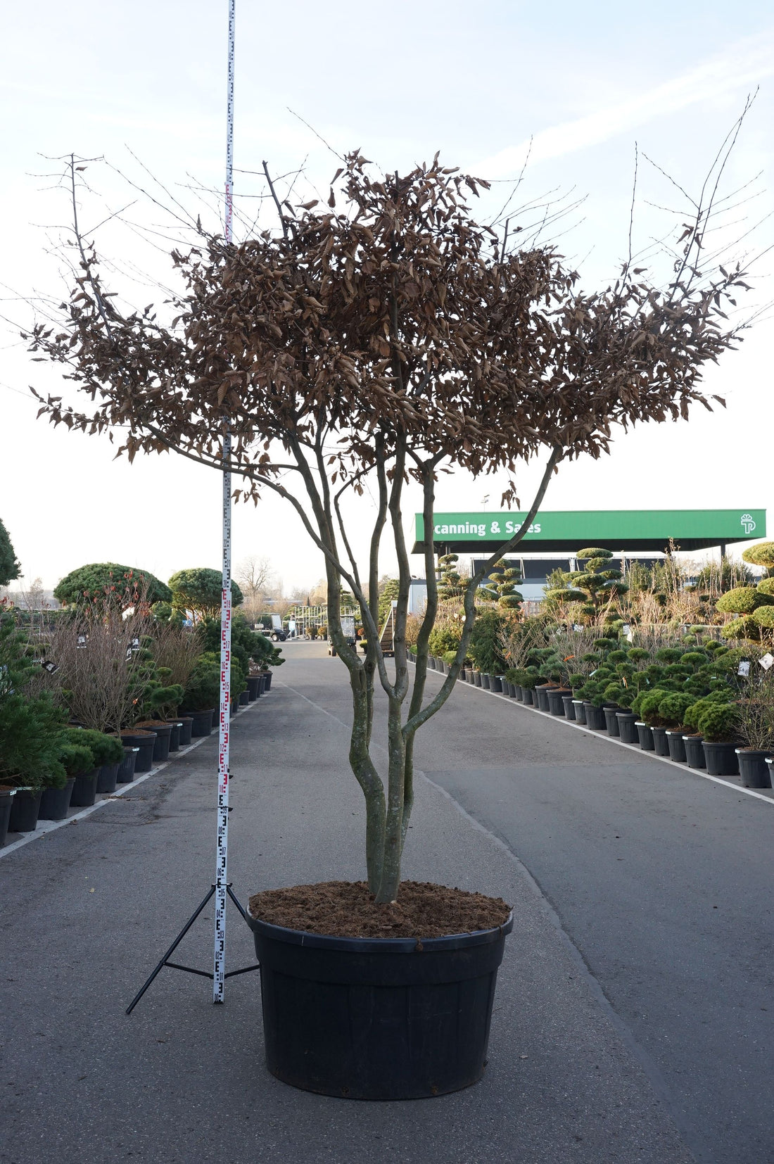 Carpinus betulus takträd flerstammig C500 (500 liters kruka)