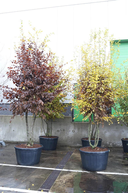 Carpinus betulus flerstammig 350-400 cm C290 (290 liters kruka)
