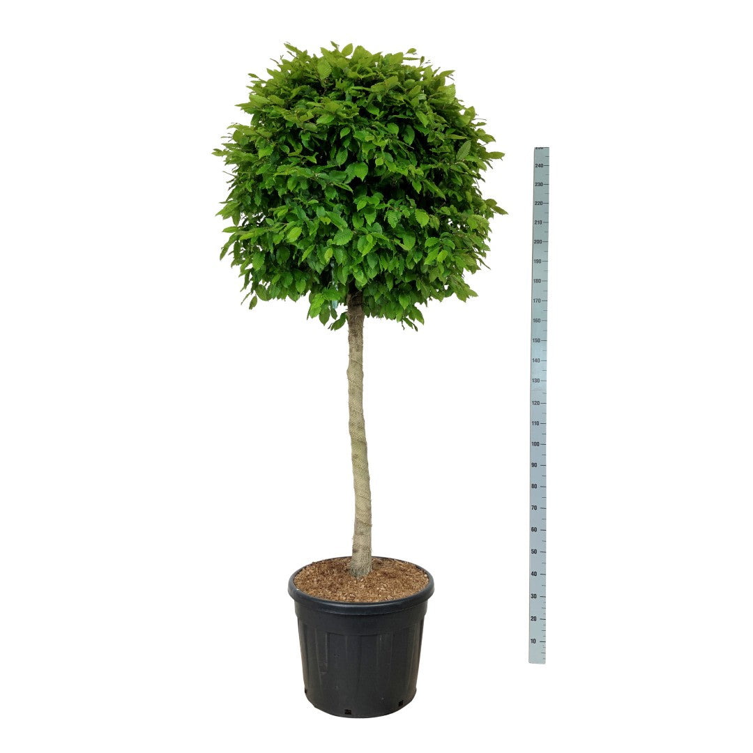 Carpinus betulus 120 cm stam C90 (90 liters kruka)