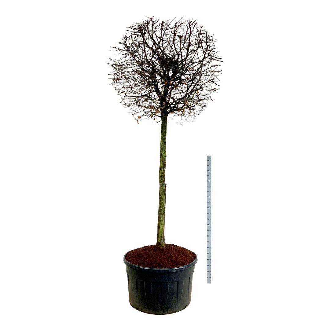 Carpinus betulus 200 cm Stam C500 (500 liters kruka) Solitär