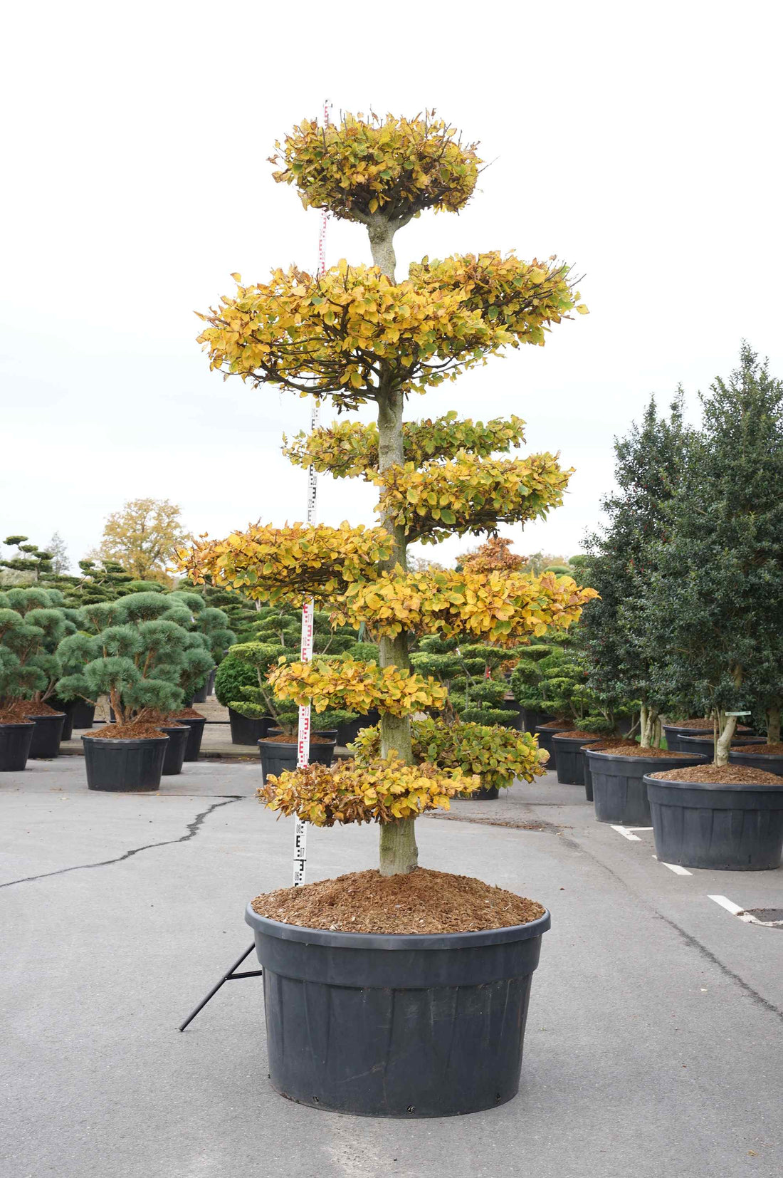 Carpinus betulus BONSAI 250-300 cm C500 (500 liters kruka)