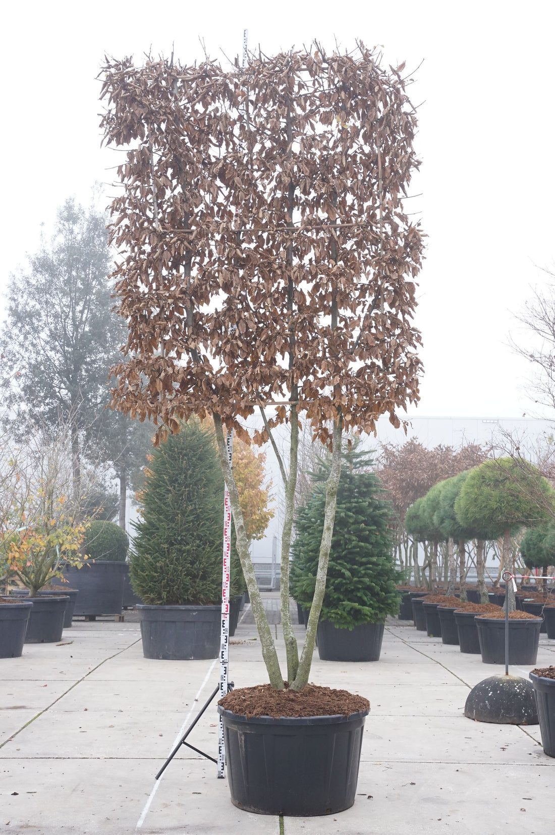 Carpinus betulus (spaljerad) flerstammig 180 cm C290 (290 liters kruka)