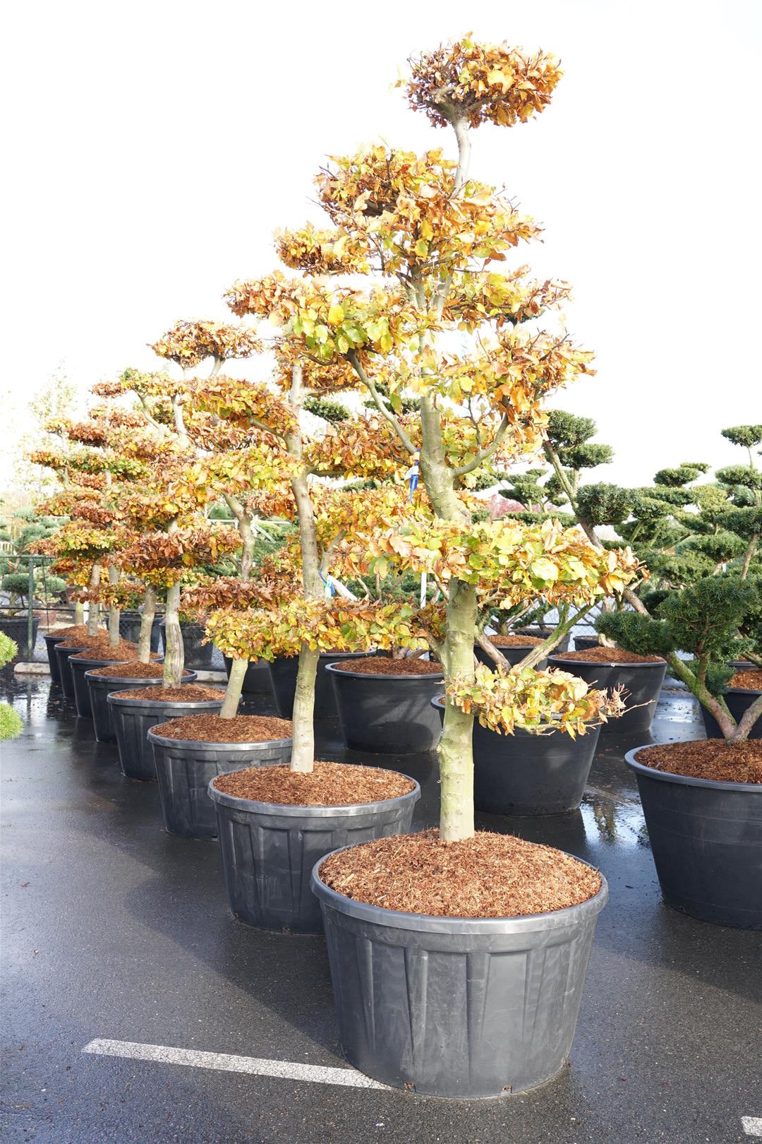 Fagus sylvatica Bonsai 225-250 cm C285 (285 liters kruka)