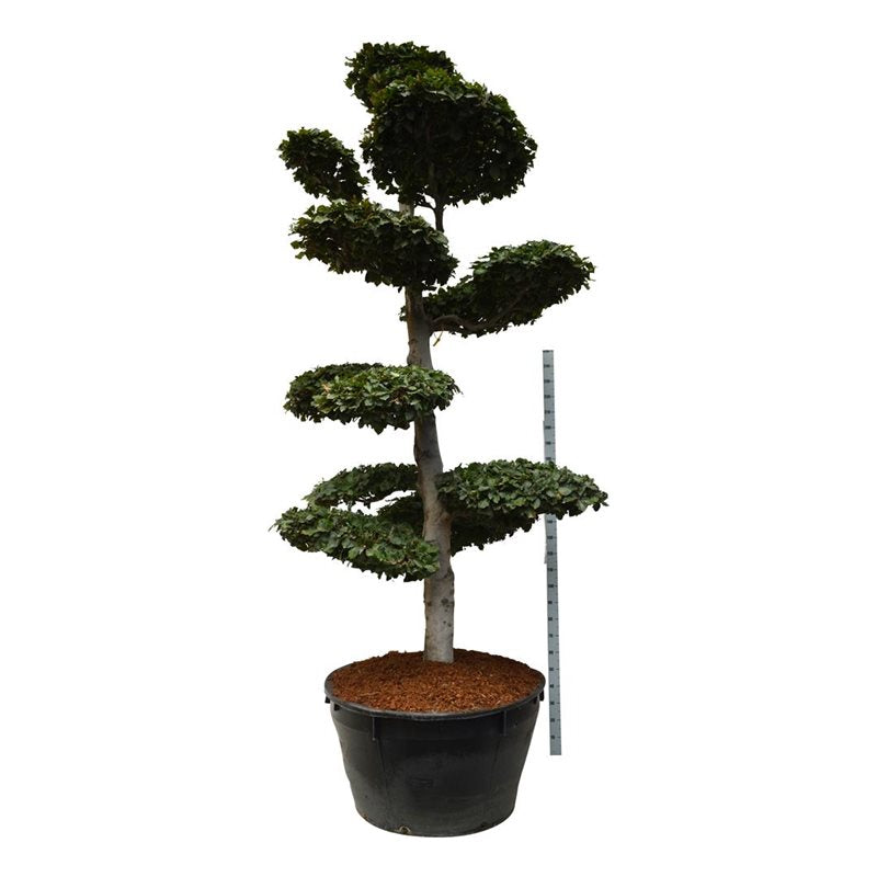 Fagus sylvatica Bonsai 300-350 cm C500 (500 liters kruka)