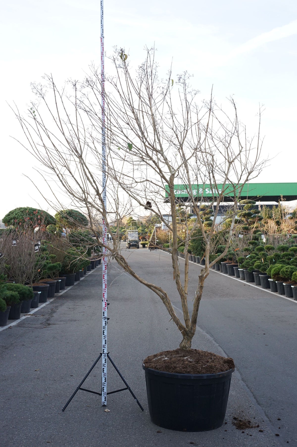 Heptacodium miconioides C290 (290 liters kruka) 250-300 cm flerstammig