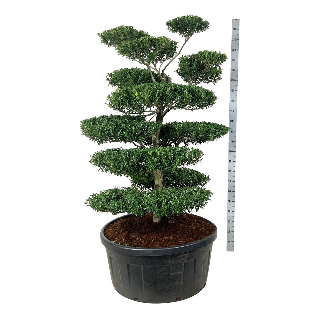 Ilex crenata &
