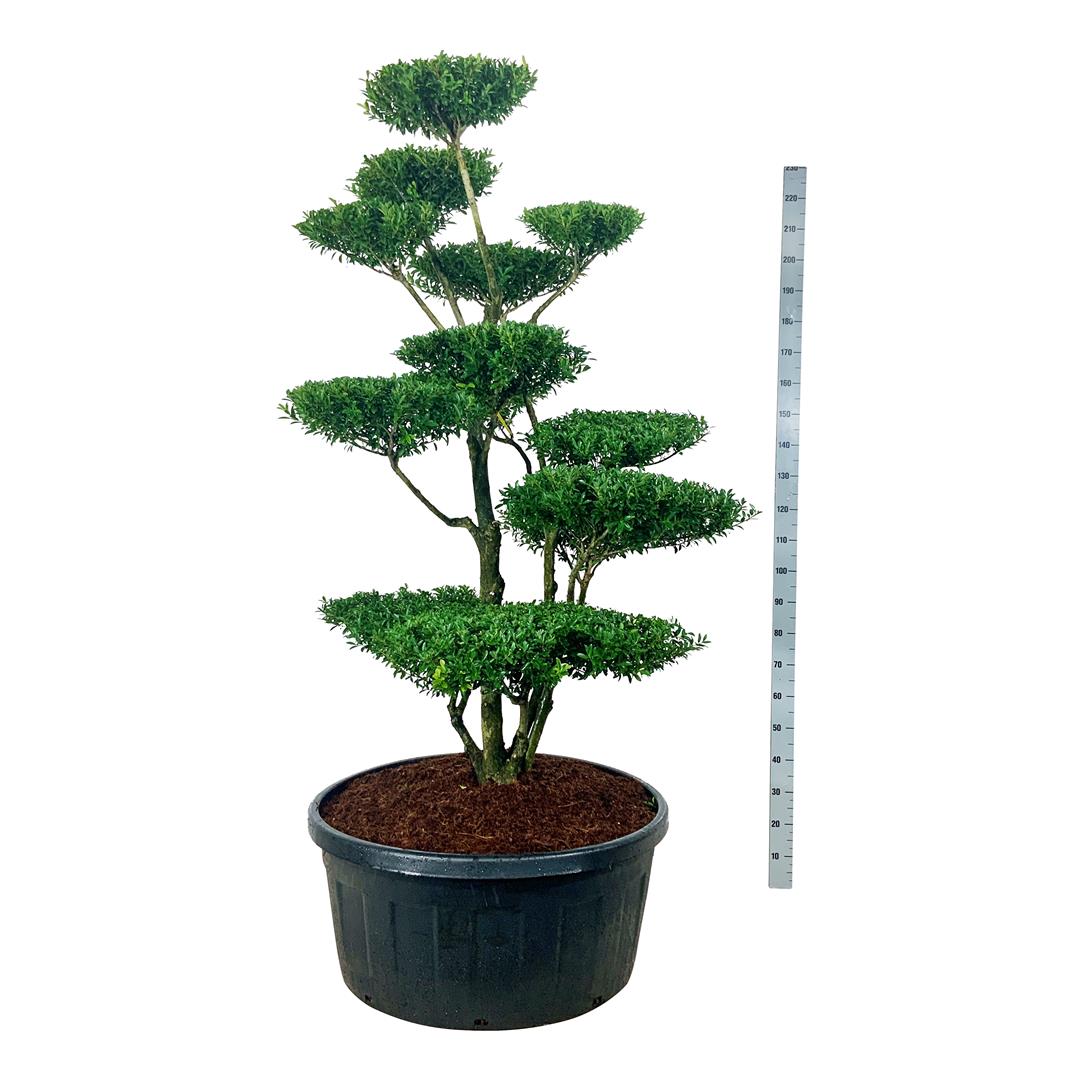 Ilex crenata &