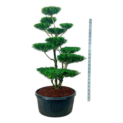Ilex crenata &