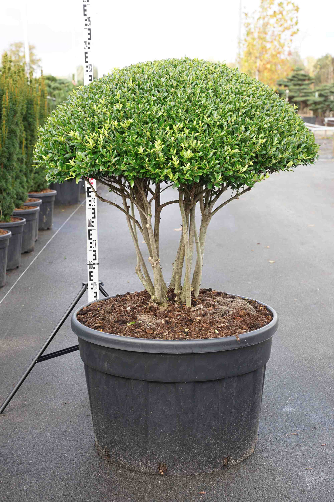Ilex crenata &