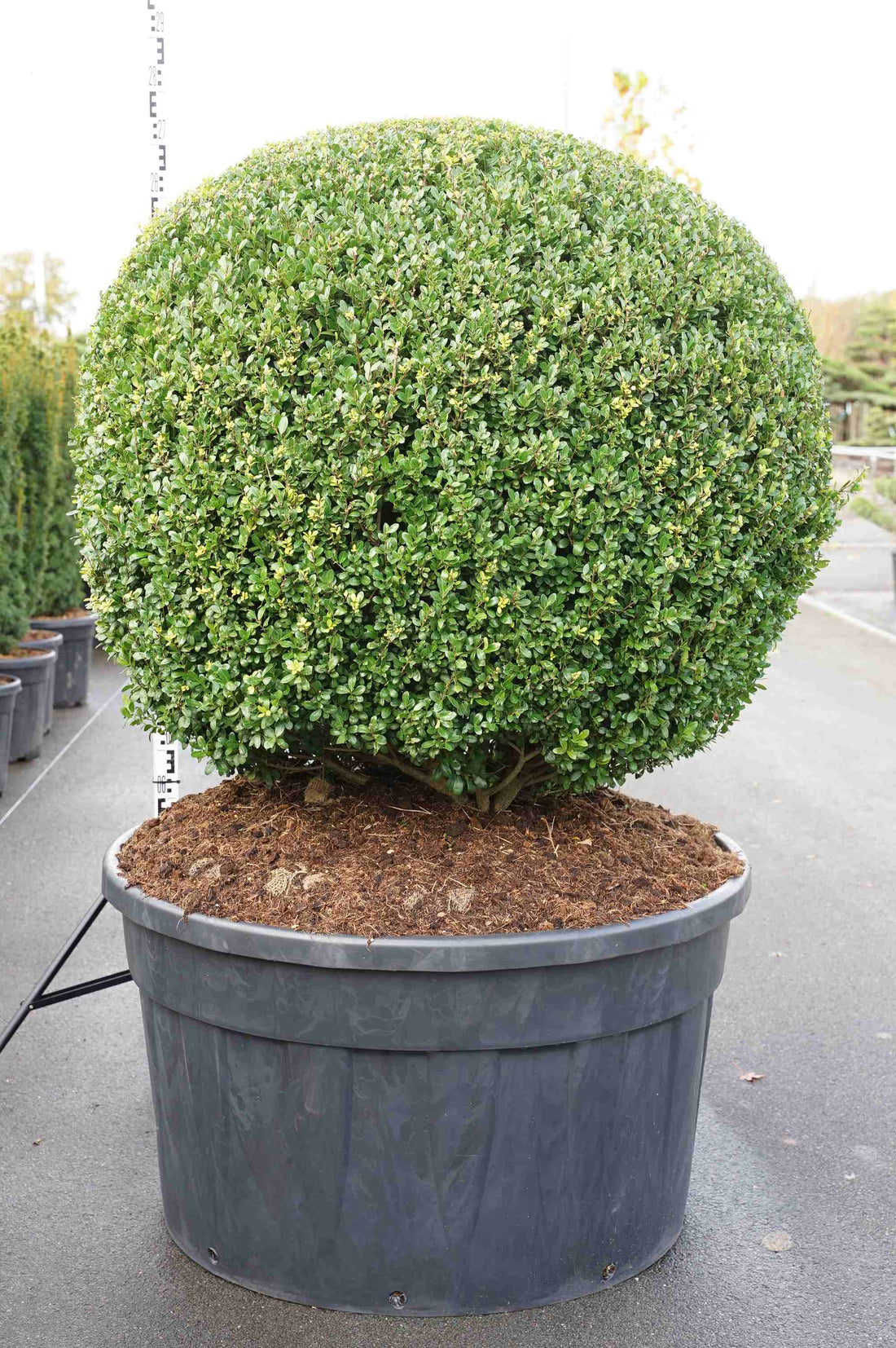 Ilex crenata &