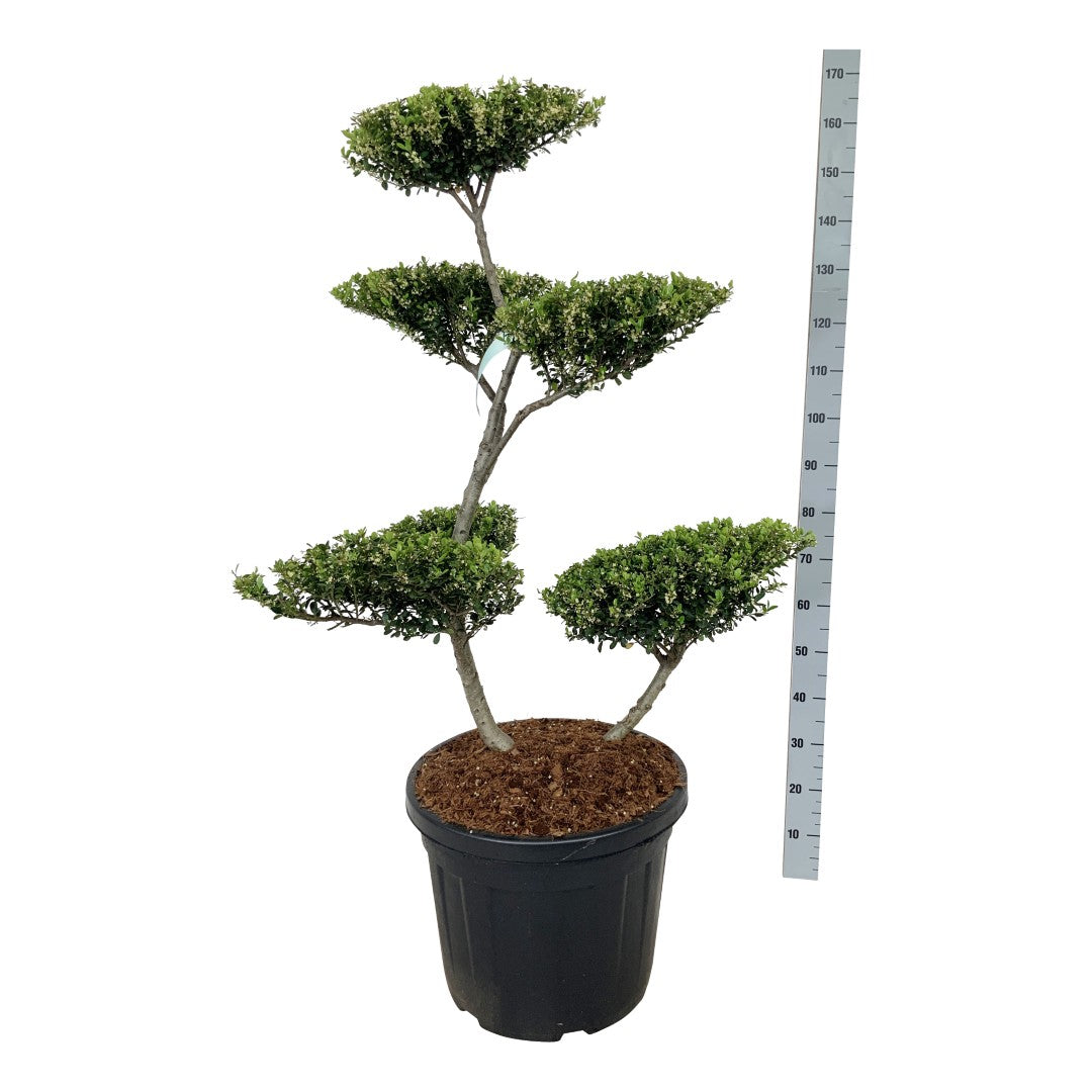 Ilex crenata &