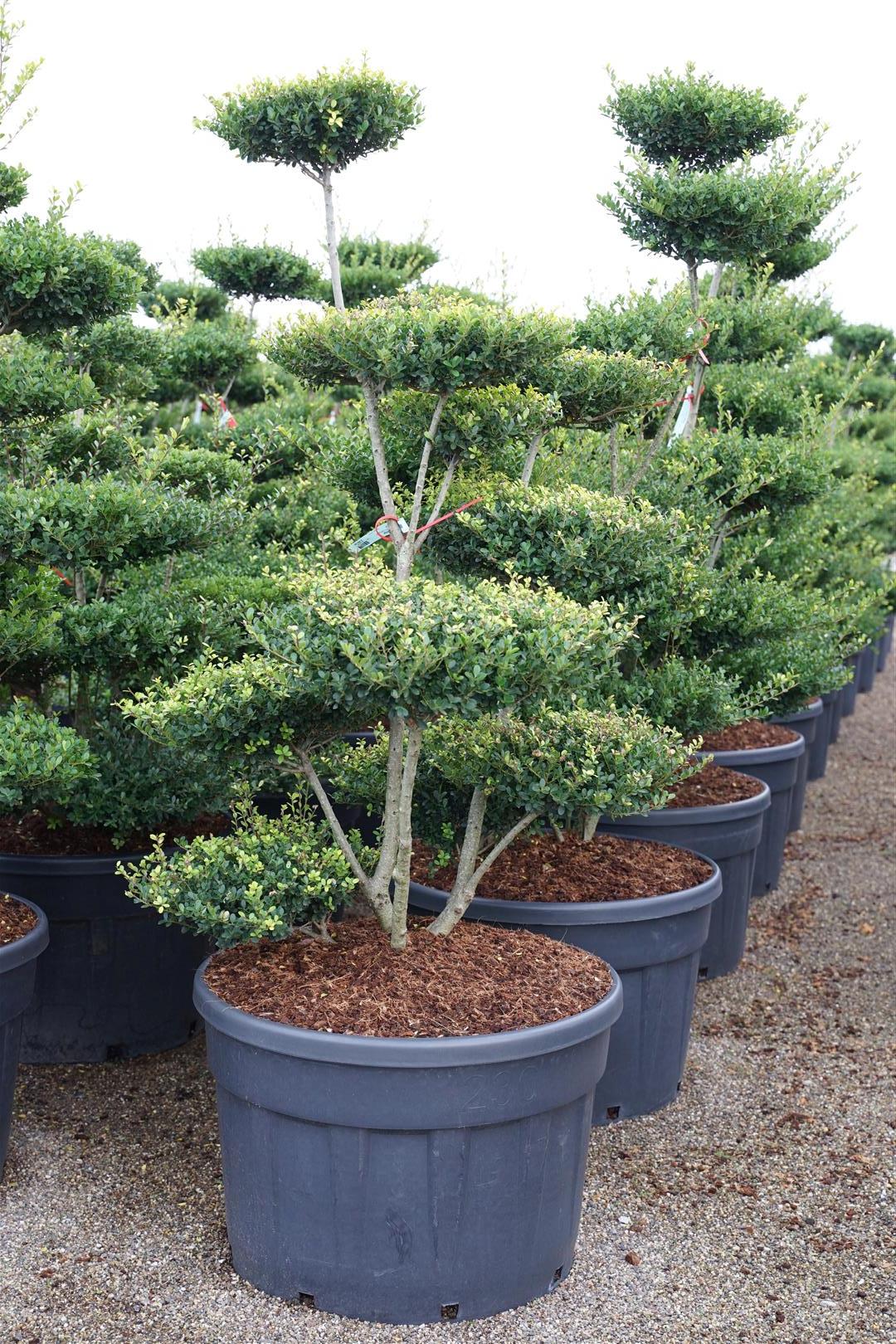 Ilex crenata &