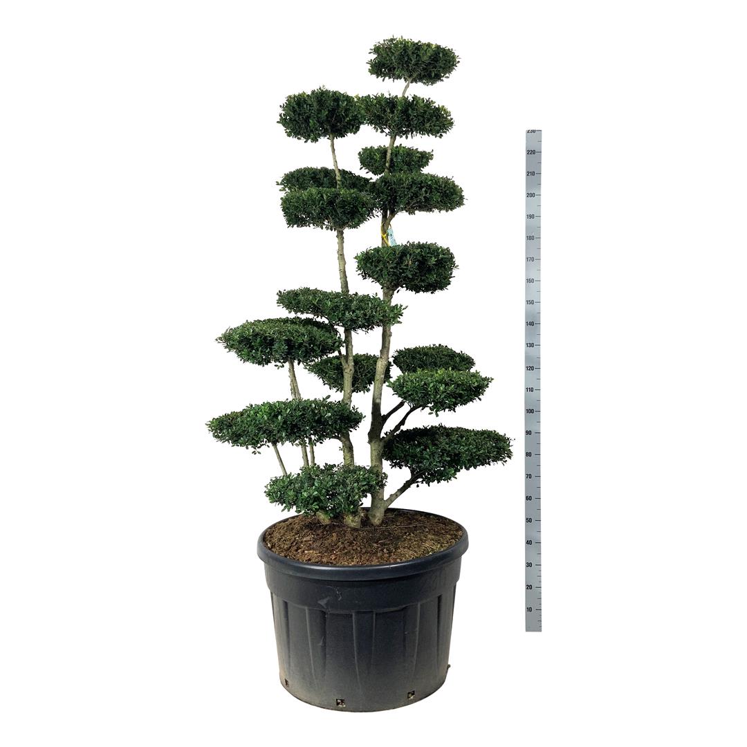 Ilex crenata &