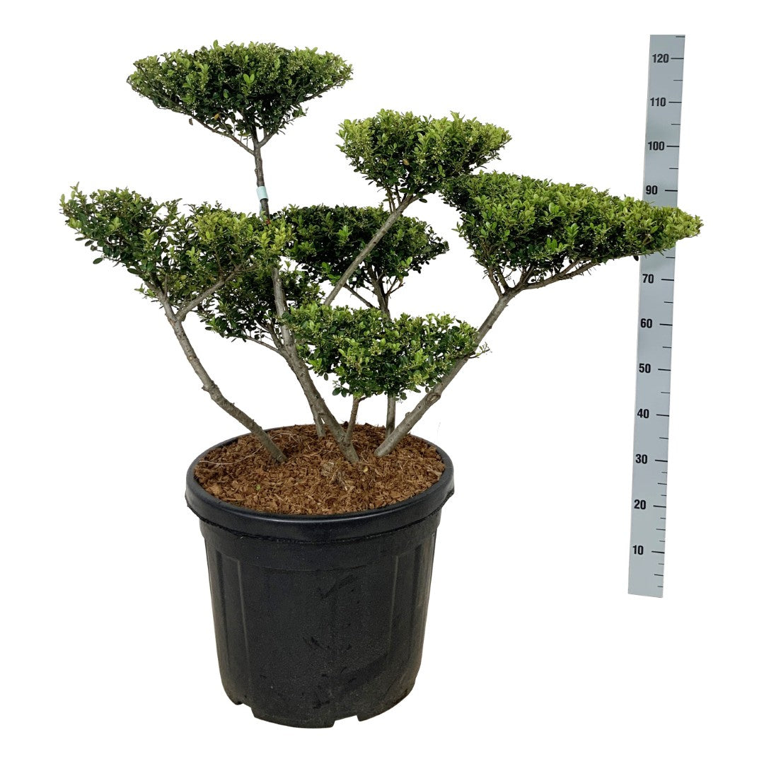 Ilex crenata &