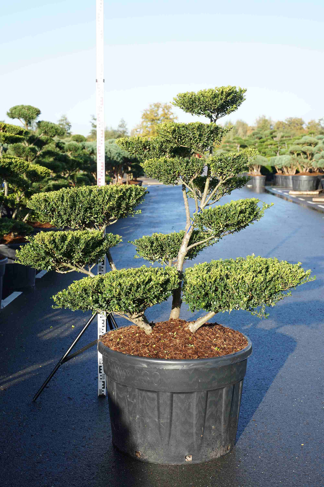 Ilex crenata &