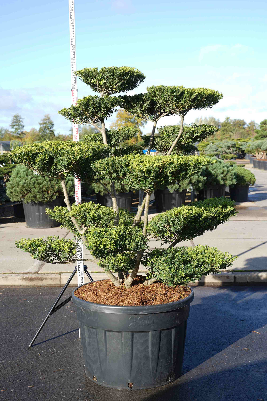 Ilex crenata &