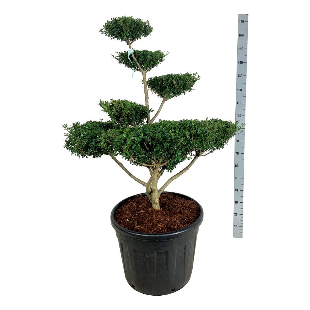Ilex crenata &